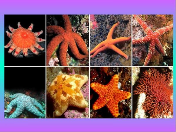 Рыба крылатка в Красном море