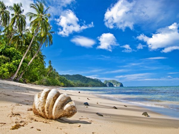 Пляж с пальмами