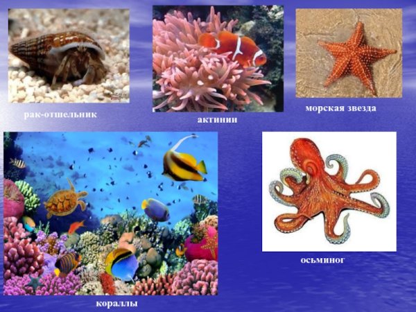 Организмы в морях и океанах