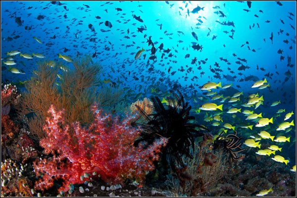 Подводный мир индийского океана