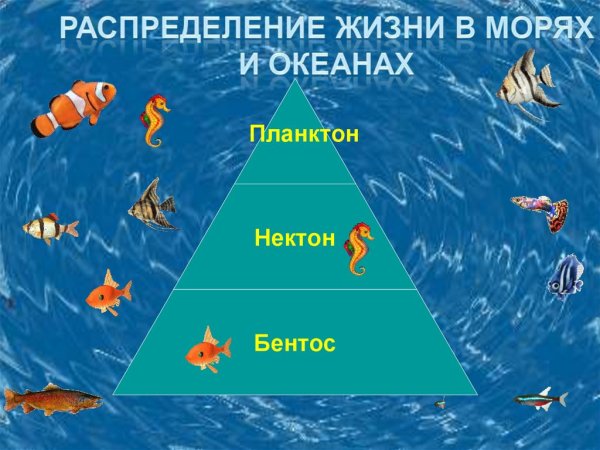 Распределение жизни в океане