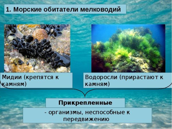 Жизнь организмов в морях и океанах