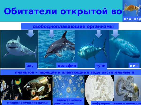 Обитатели открытой воды свободно плавающие