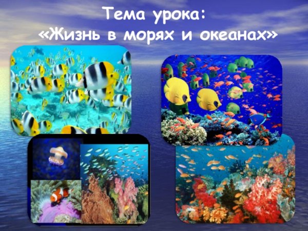 Жизнь организмов в морях и океанах