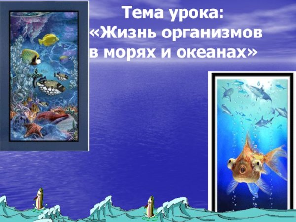 Жизнь организмов в морях
