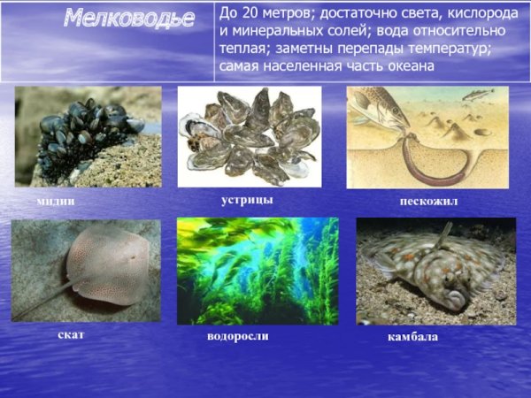 Организмы обитающие в морях и океанах