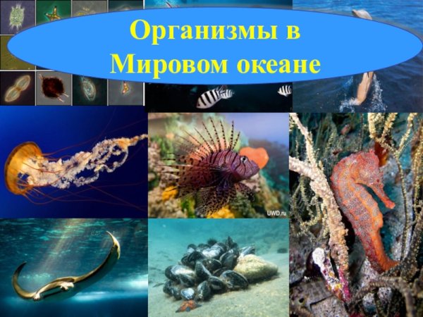 Живые организмы в Водах мирового океана
