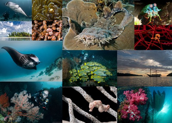 Прикрепленный организм океана