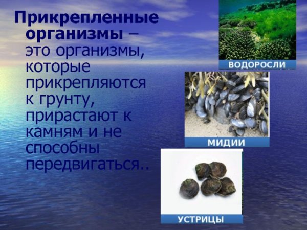 Сообщение о рыбе удильщике 5 класс