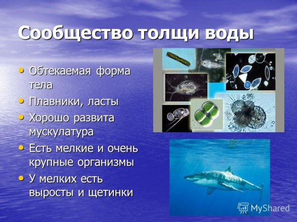 Экосистема океана