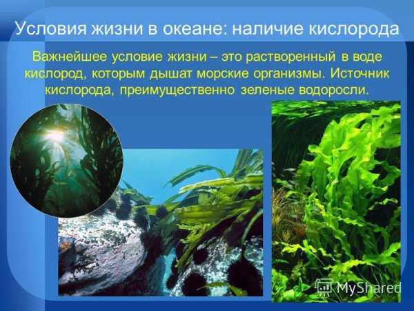 Сообщество донное воды обитатели