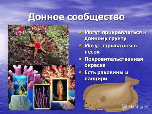 Зоны океана