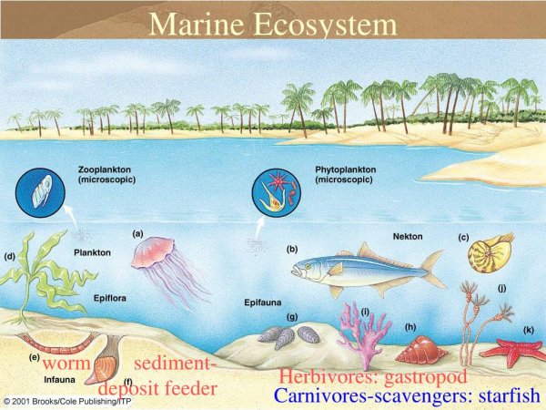 Распределение организмов в толще воды