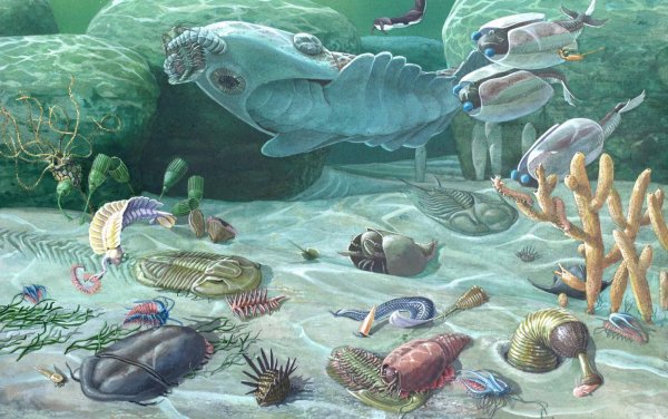 Вода как среда обитания