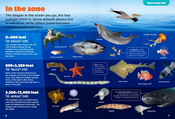 Фото жизнь организмов в морях и океанах