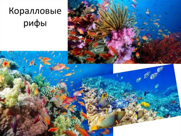 Распространение жизни в океане