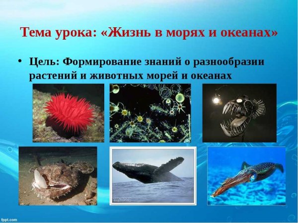 Нектон среда обитания организмов