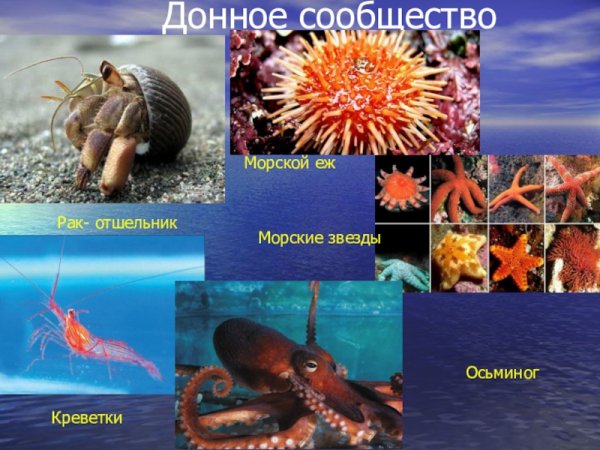 Беспозвоночные животные иглокожие