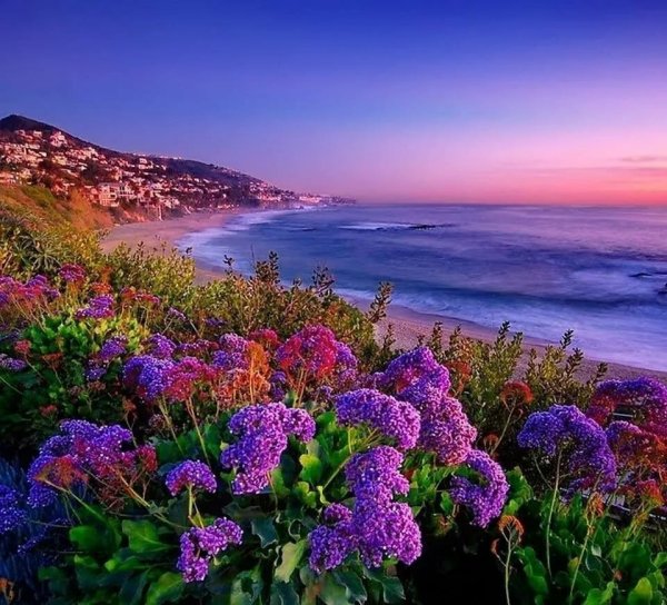 Цветы и море