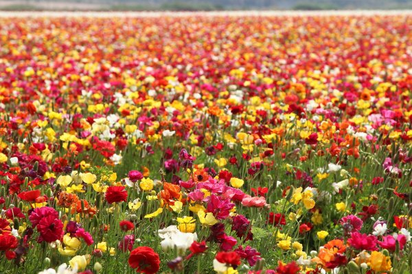 Морское побережье с цветами