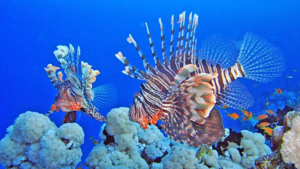 Шарм Эль Шейх город