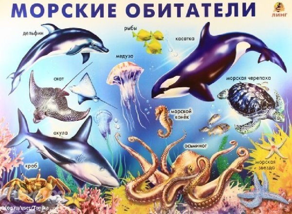 Обитатели морей и океанов на карте