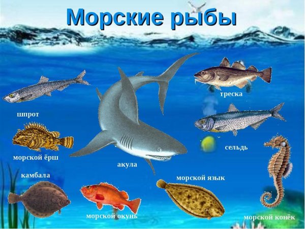 Морская рыба названия