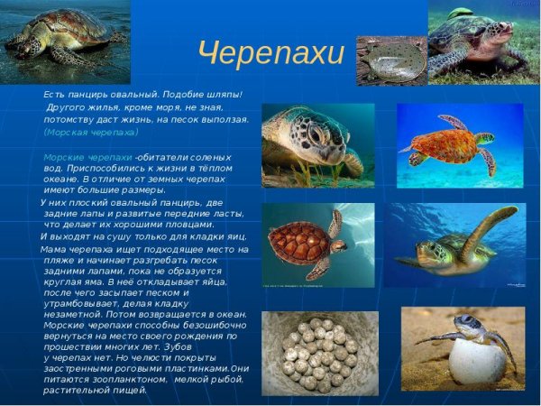 Доклад на тему морские обитатели