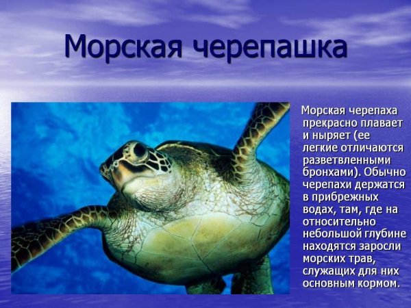 Информация о морских обитателях