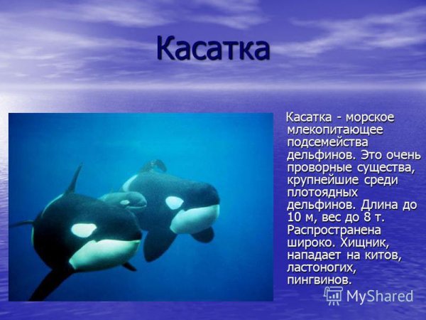 Касатка презентация