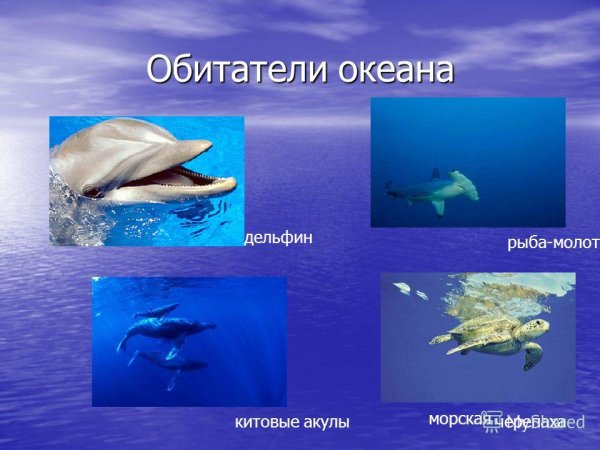 Атлантический океан обитатели океана