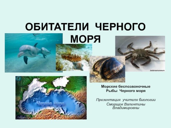 Обитатели черного моря