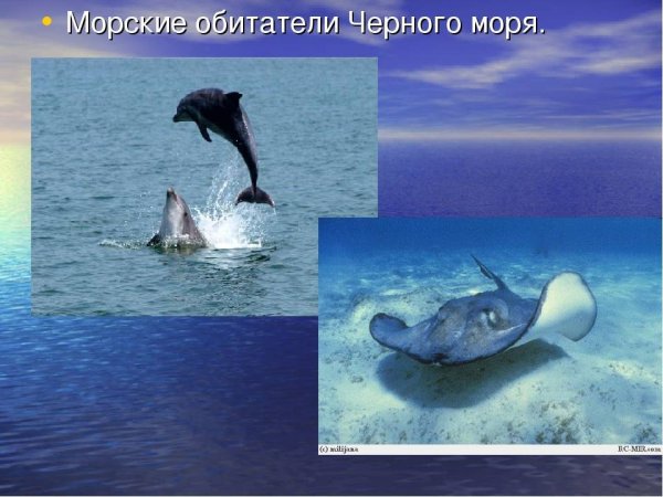 Черное море обитатели моря