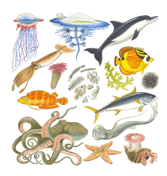 Морские жители