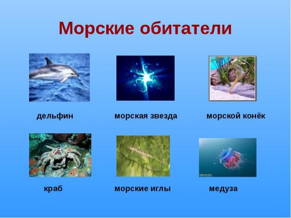 Обитатели моря Черноморского побережья Кавказа