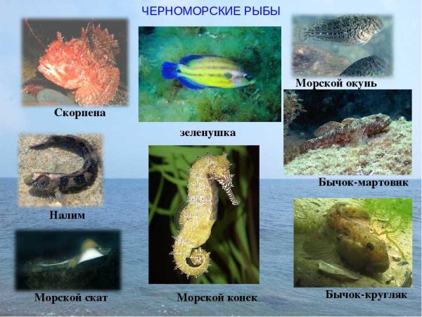 Рыба в чёрном море разновидности