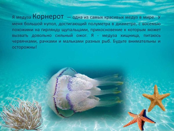 Обитатели черного моря