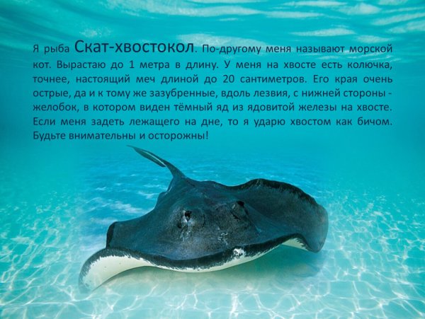 Гиппокамп морской конек