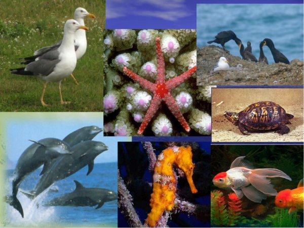 Морские обитатели названия