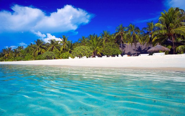 Фон острова с пальмами