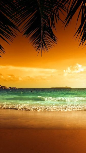 Пальмы и океан