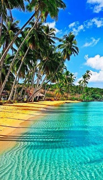 Фон острова с пальмами