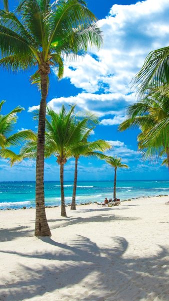 Фон море пальмы