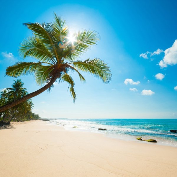 Красивый пляж с пальмами