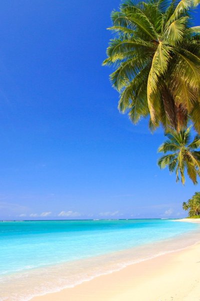 Морской пейзаж с пальмами