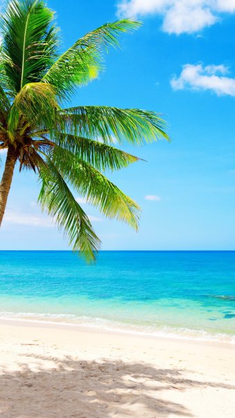 Пальмы солнце HD