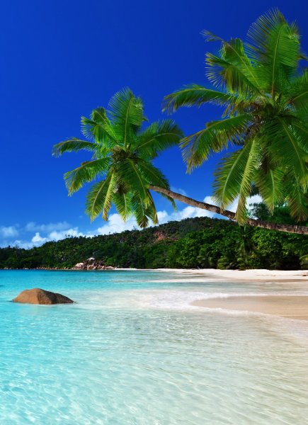 Пальмы и океан