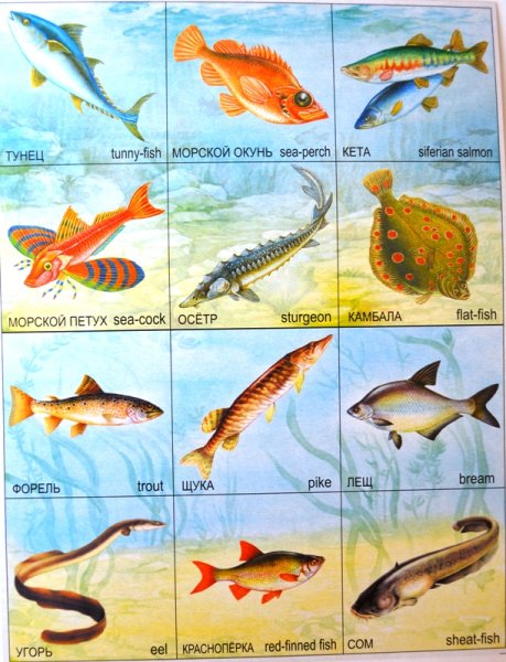 Морские и речные рыбы для детей