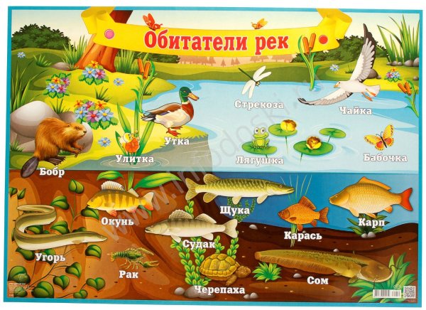 Обитатели рек для детей
