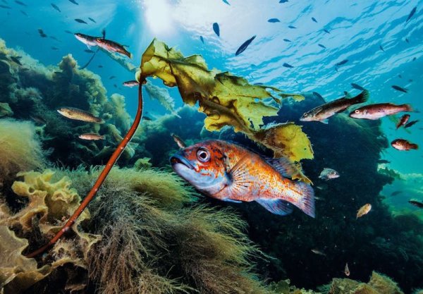 Обитатели океана для детей